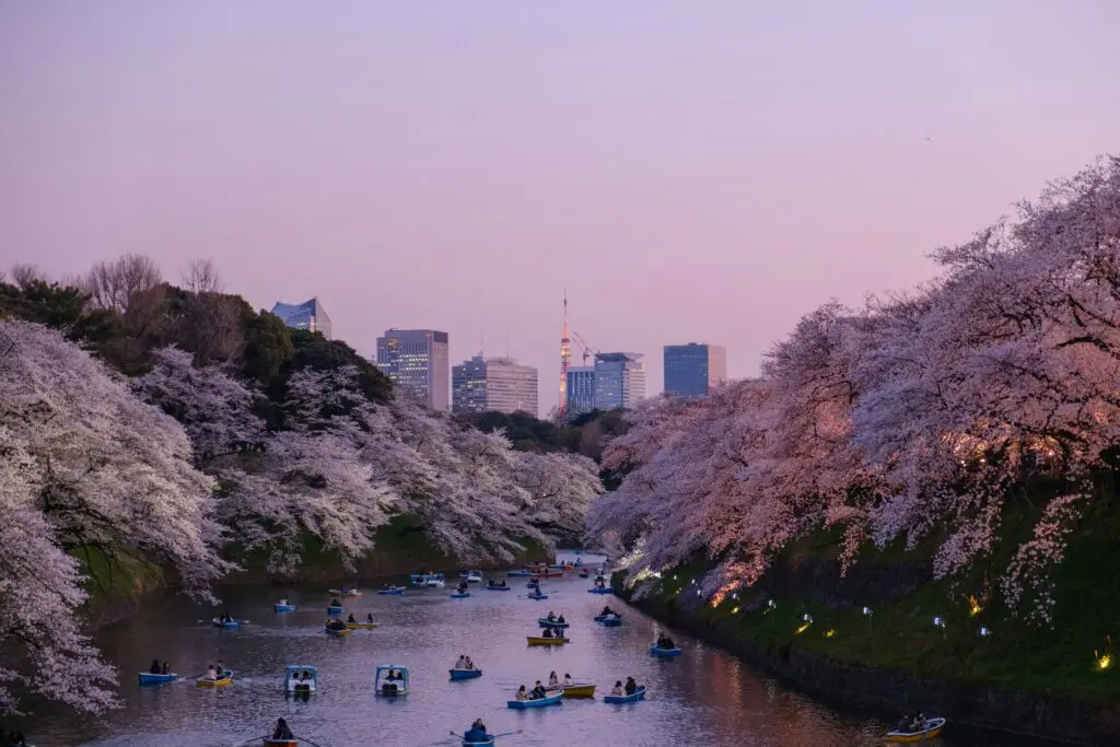 pink trees overhanging water with the tokyo in the background